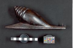 Foto (Seitenansicht) von Riesenschnecke 2 (NHMW-ZOO-MO-0081100-ETH-128)
